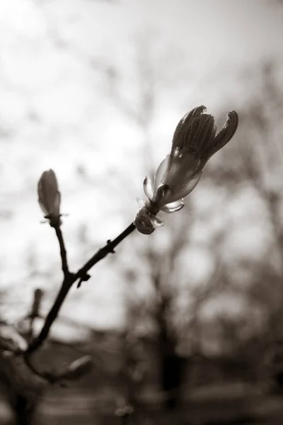 春天美丽的栗树枝条 — 图库照片
