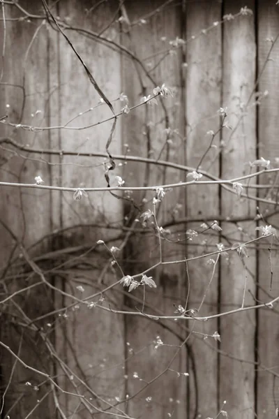 Όμορφα Κλαδιά Δέντρων Την Άνοιξη Ξύλινο Φόντο Φράχτη — Φωτογραφία Αρχείου