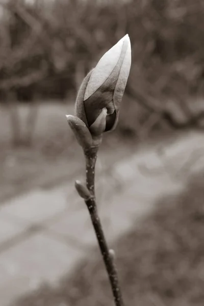 Beautifu Цветок Бутон Ботанический Выстрел Натуральные Обои — стоковое фото