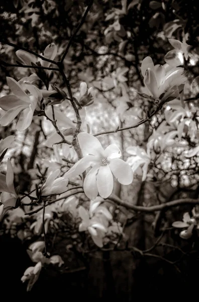 Mooie Magnolia Takken Het Voorjaar — Stockfoto