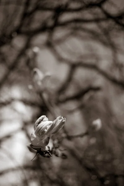 Piękne Gałęzie Kasztanowca Wiosną — Zdjęcie stockowe