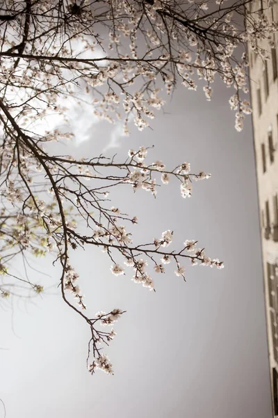 美丽的树枝 春天开满鲜花 — 图库照片