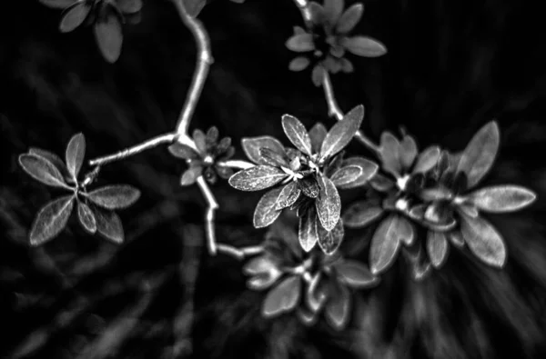 Close Shot Fresh Leaves Park — Stock Photo, Image