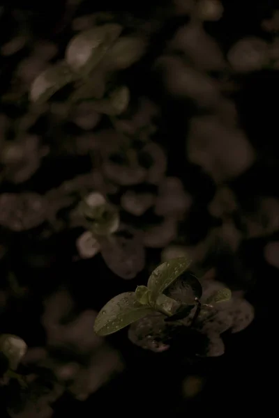 Nahaufnahme Von Frischen Blättern Park — Stockfoto