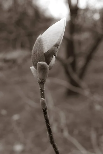 Beautifu Flower Bud Botanical Shot Natural Wallpaper — Stock Photo, Image