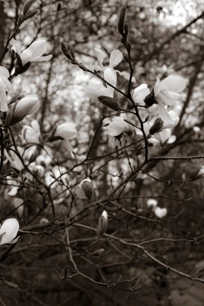 Bellissimi Rami Magnolia Primavera — Foto Stock