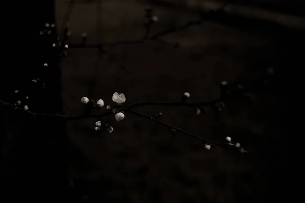 Bellissimi Rami Albero Con Fiori Primavera — Foto Stock