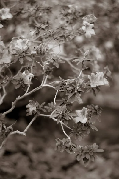 Közeli Felvétel Friss Virágokról Levelekről Parkban — Stock Fotó