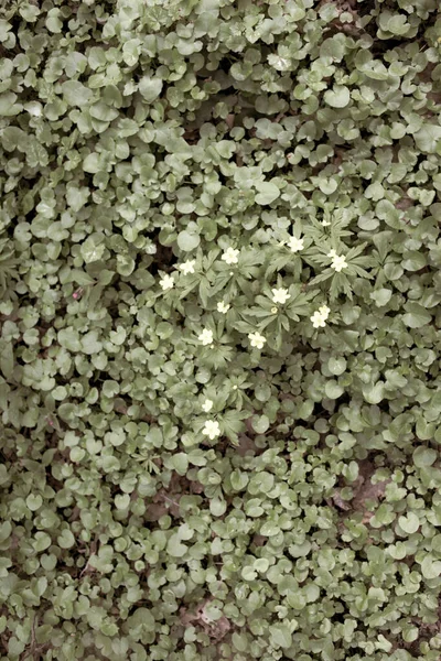 Foto Close Daun Segar Dan Bunga Taman — Stok Foto