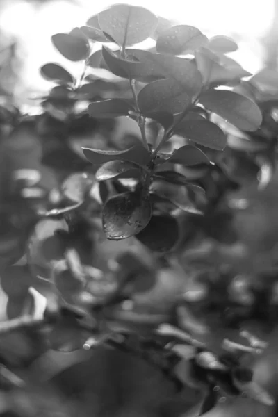 Närbild Skott Färska Blad Parken — Stockfoto