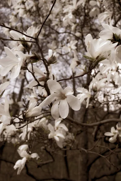 Schöne Magnolienzweige Frühling — Stockfoto