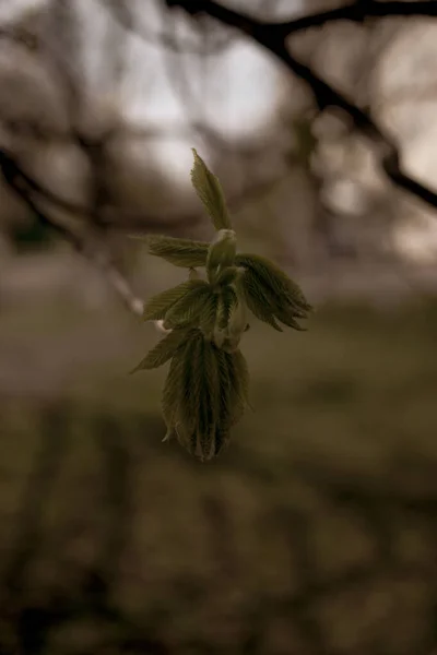 Beautiful Chestnut Tree Branches Spring — Stock Photo, Image