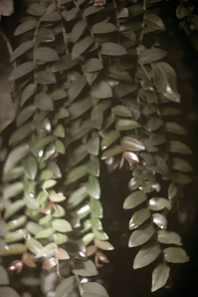 Närbild Skott Färska Blad Parken — Stockfoto