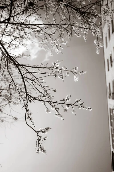 Schöne Äste Mit Blüten Frühling — Stockfoto