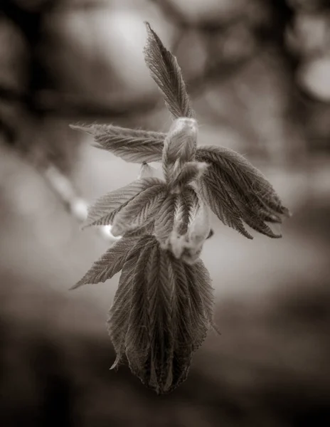 Beautiful Chestnut Tree Branches Spring — Stock Photo, Image