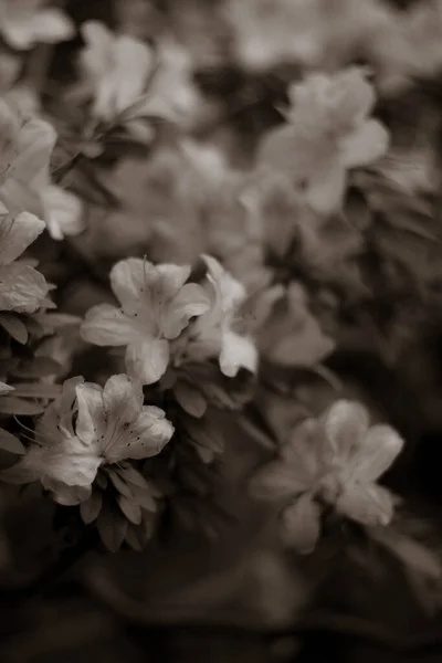 Κοντινό Πλάνο Φρέσκα Λουλούδια Και Φύλλα Στο Πάρκο — Φωτογραφία Αρχείου