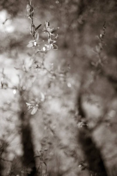 Belos Galhos Árvore Primavera — Fotografia de Stock