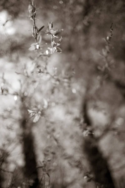 Bellissimi Rami Albero Primavera — Foto Stock