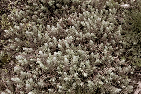 Close Shot Fresh Leaves Park — Stock Photo, Image