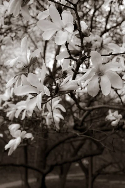 春には美しいマグノリアの枝が — ストック写真