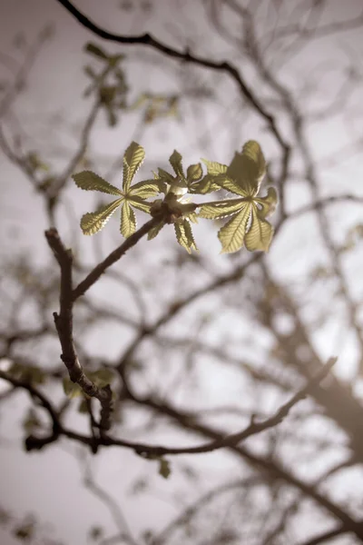 春の美しい栗の木の枝 — ストック写真