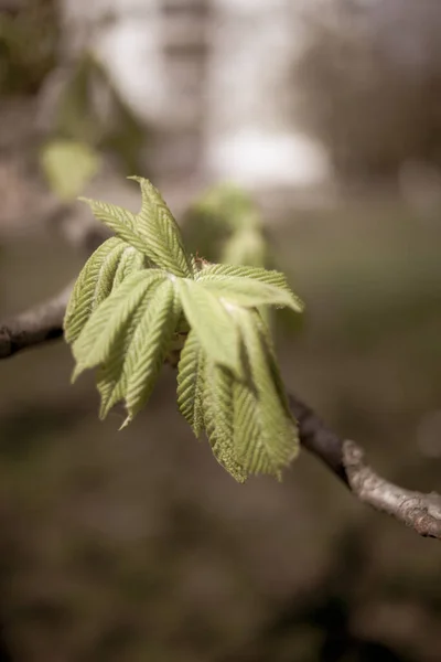 Beautiful Chestnut Tree Branches Spring — Stock Photo, Image