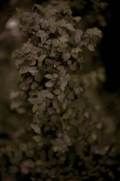 Крупним Планом Знімок Свіжого Листя Парку — стокове фото