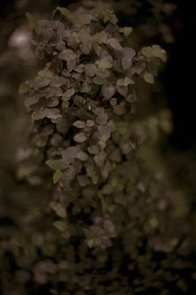 Närbild Skott Färska Blad Parken — Stockfoto