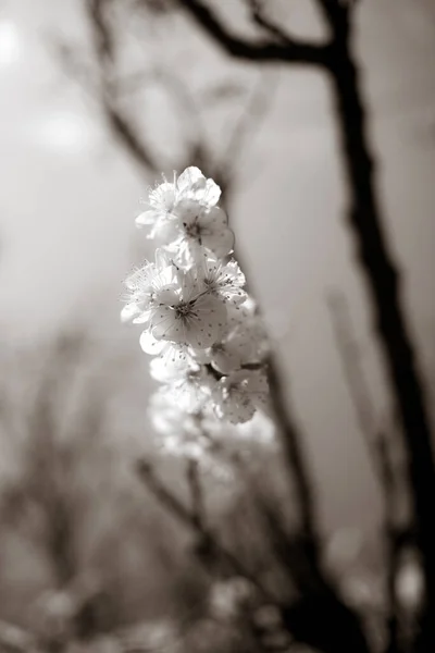 Lkbaharda Çiçekli Güzel Ağaç Dalları — Stok fotoğraf