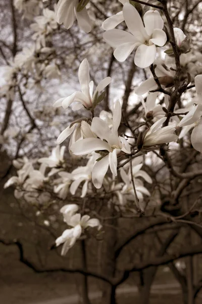 Beautiful Magnolia Branches Spring — Stock Photo, Image