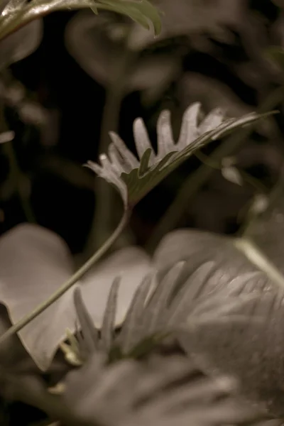 Close Shot Fresh Leaves Park — Stock Photo, Image