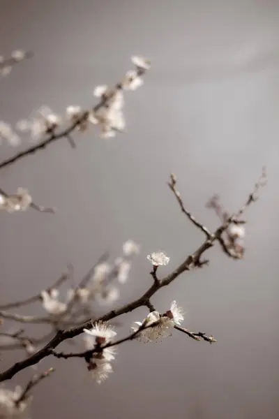 Vackra Trädgrenar Med Blommor Våren — Stockfoto