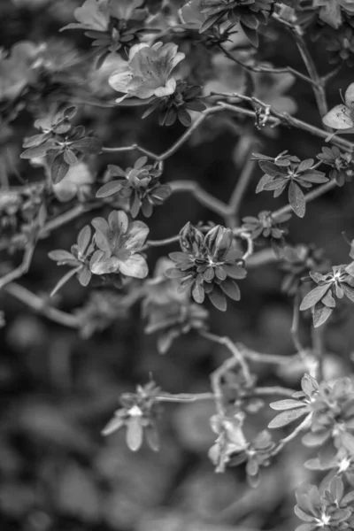 Närbild Skott Färska Blad Parken — Stockfoto