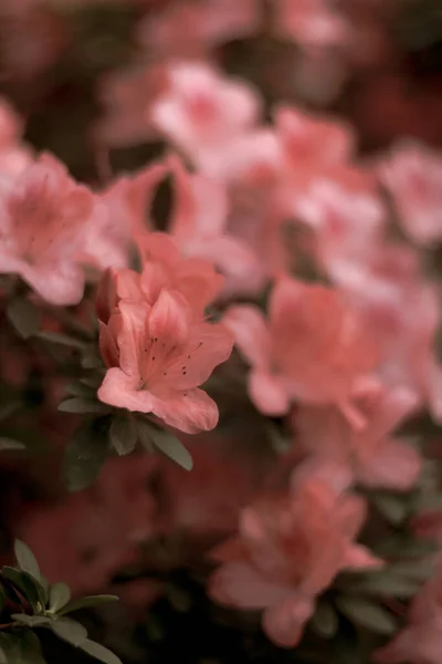 Nærbilder Friske Blomster Blader Parker – stockfoto