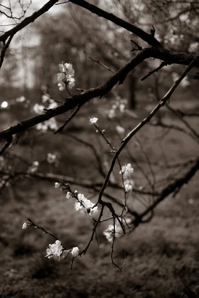 Hermosas Ramas Árboles Con Flores Primavera —  Fotos de Stock
