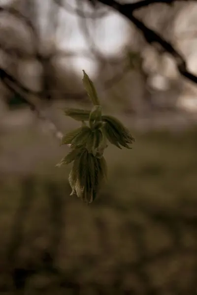 Beautiful Chestnut Tree Branches Spring — Stock Photo, Image