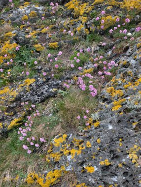 Pembe kır çiçekleri ve bir sarı çiçek, koyu, engebeli kayalık yamaçtaki yeşil çimlerin arasında yetişir..