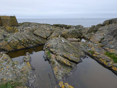 Martılar, dalgaların yakınındaki yosunlu kayalıklarda, engebeli bir kıyı şeridi boyunca gri bir gökyüzünün altında, okyanus mesafesinde dinlenirler..