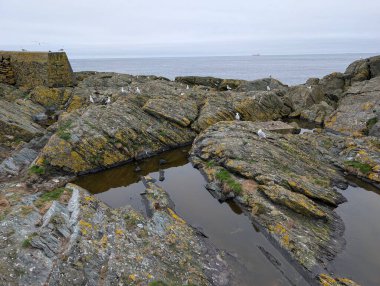 Martılar, yosunlu kayalıklarda, dalgaların kıyılarında, gri bir gökyüzünün altında, okyanus uzaktayken dinlenirler..