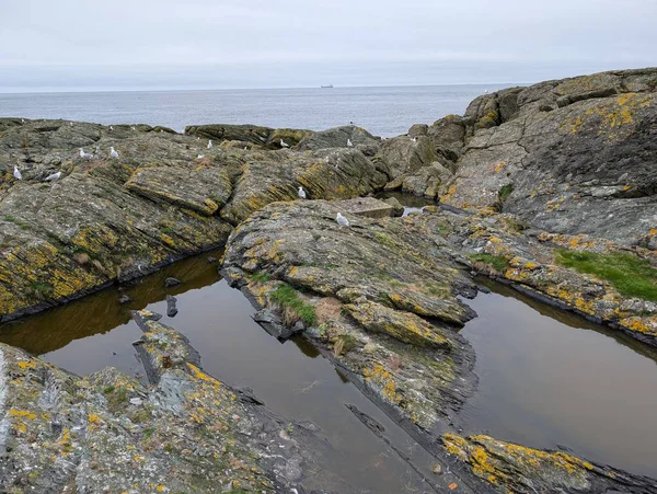 Martılar, dalgaların yakınındaki yosunlu kayalıklarda, engebeli bir kıyı şeridi boyunca gri bir gökyüzünün altında, okyanus mesafesinde dinlenirler..