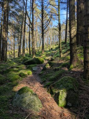 Uzun çam ağaçlarının arasından süzülen güneş ışığıyla yoğun Evergreen ormanı.