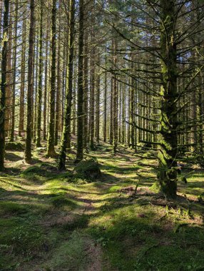 Güneş ışığı, Koyu Yeşil Yosun Ormanındaki Uzun Kozalaklı Ağaçların arasından akıyor.