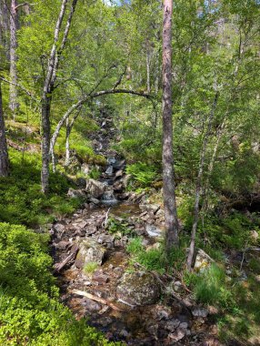 Kayalık yamaçta yetişen uzun ince çam ağaçlarından oluşan bir grup bulutlu gökyüzünün altında beyaz çağlayan şelale.