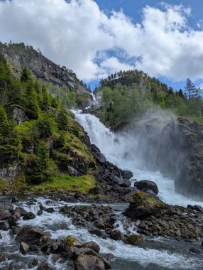 Su yalağı olarak kullanılan eski beyaz küvetlerin arkasındaki yeşil bir tarlada duran birkaç inek ve buzağı..