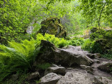 Etrafı yosunlu kayalar ve yeşil eğreltiotlarıyla çevrili.