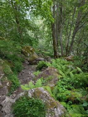Rocky Yürüyüş Yolu yosunlu kayalar ve yeşil eğreltiotlarıyla çevrili..