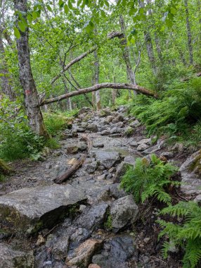 Rocky Yürüyüş yolu yemyeşil ormanda.