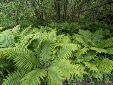 Ağaçların altında yemyeşil eğreltiotları yetişiyor..