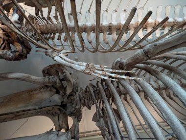 Müzede asılı balina iskeleti yakın çekim görüntüsü.