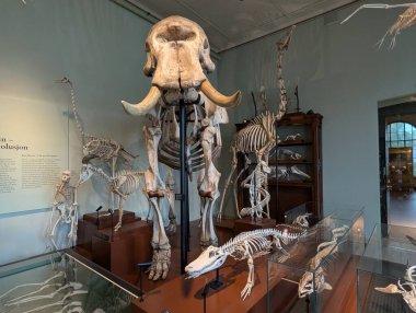 Doğal Tarih Müzesi 'nin ahşap kaidesi üzerinde duran fil iskeleti.